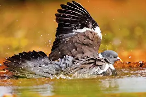 Bain: WOOD PIGEON
