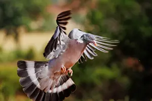 Penalajo: WOOD PIGEON