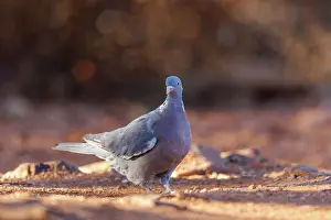 Au Sol: WOOD PIGEON