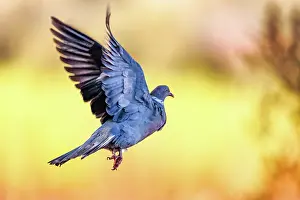 Penalajo: WOOD PIGEON