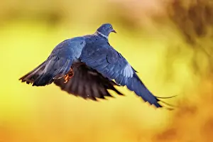 Penalajo: WOOD PIGEON