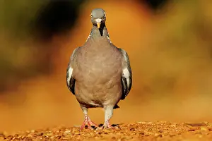 Au Sol: WOOD PIGEON