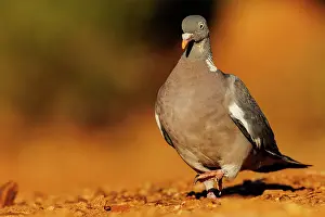 Au Sol: WOOD PIGEON
