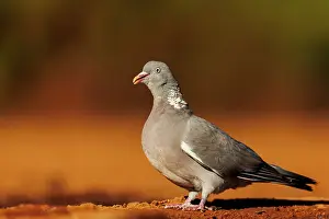 Penalajo: WOOD PIGEON