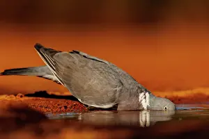 Penalajo: WOOD PIGEON