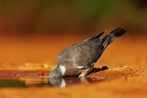 Penalajo: WOOD PIGEON