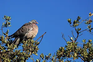 Grooming: WOOD PIGEON