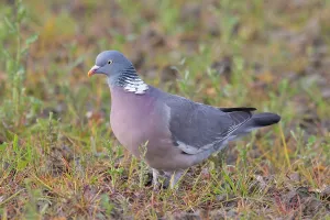 Pigeon: Wood Pigeon