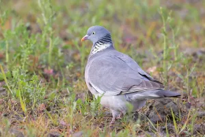 Pigeon: Wood Pigeon