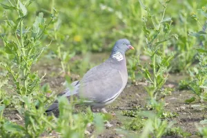 Pigeon: Wood Pigeon
