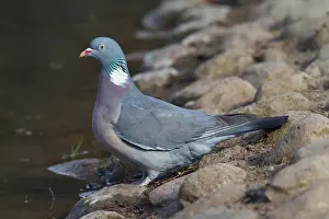 200318: Wood Pigeon - adult bird drinking - Germany