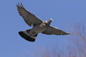 Columba: Wood Pigeon - adult bird in flight - Germany