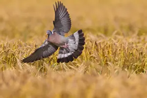 200318: Wood Pigeon - adult bird in flight above a grain
