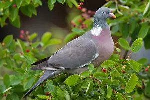 200318: Wood Pigeon - adult bird foraging in a bush - Germany