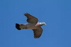 200318: Wood Pigeon - adult in flight - Germany