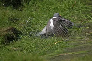 Woodpigeon: Wood Pigeon bathing in garden pond