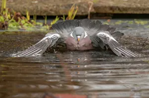 70617: Wood pigeon - bathing in garden pond - Lincolnshire