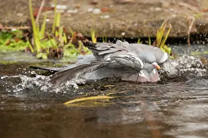 Pigeons: Wood pigeon - bathing in garden pond - Lincolnshire