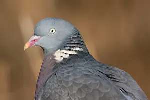 Palumbus: Wood Pigeon - Close up of an adult bird's head