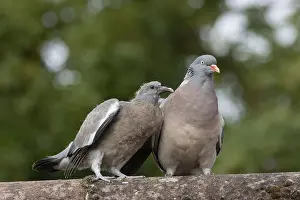 Roofs: Wood pigeon (Columba palumbus)