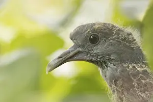 Pigeons: Wood pigeon (Columba palumbus) juvenile baby cobb bird
