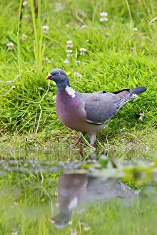 Palumbus: Wood Pigeon - drinking from pond