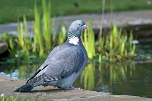 Palumbus: Wood Pigeon - at edge of garden pond