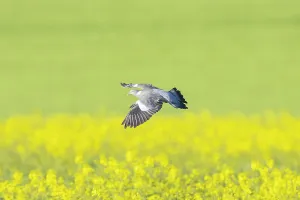 Pigeon: Wood Pigeon flght