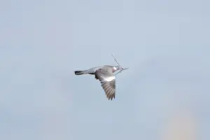 Pigeon: Wood Pigeon flght