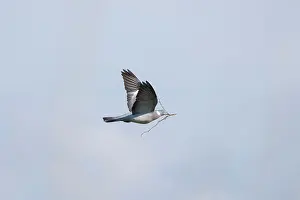 Pigeon: Wood Pigeon flght