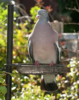 Palumbus: Wood Pigeon on garden bird feeder