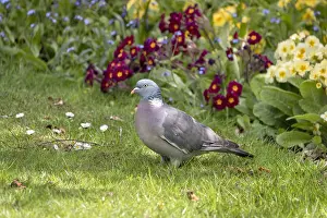 270919: Wood Pigeon in garden - Norfolk UK