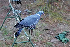 Decoy: Wood Pigeon hunting area - decoy bird