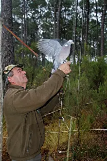 Decoy: Wood Pigeon hunting area - hunter and decoy bird