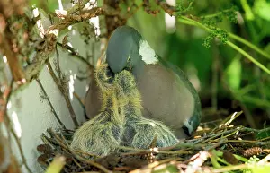 Columbus: Wood Pigeon - in nest with young
