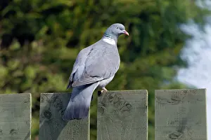 Palumbus: Wood Pigeon - perched on garden fence