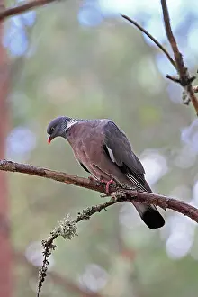 Palumbus: Wood Pigeon - perched in tree