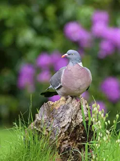 Columba: Wood pigeon perched on tree stump