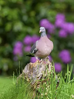Columba: Wood pigeon perched on tree stump