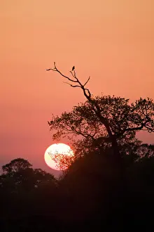 Palumbus: Wood Pigeon - silhouetted at sunset