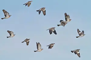 Brian Bevan: Wood Pigeon - small flock in flight