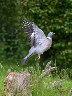 Taking: Wood pigeon taking flight from tree stump