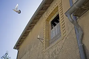Livia: Wood pigeons and doves in Provence France