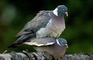 Palumbus: Wood Pigeons - mating