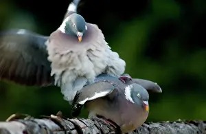 Palumbus: Wood Pigeons - mating