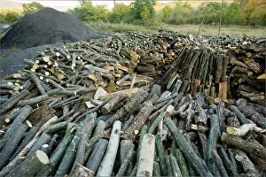Piles: Wood-pile in the traditional charcoal-burner's yard