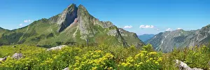 Senecio: Wood Ragwort (Senecio ovatus), behind it the Hnfats