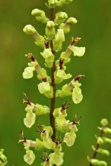 Lamiaceae: Wood Sage - close up of flowers