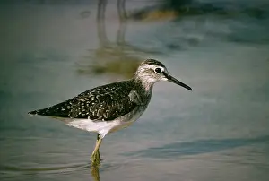Glareola: Wood SANDPIPER