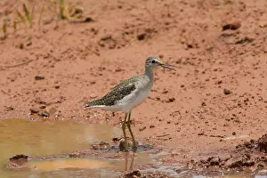 Glareola: Wood Sandpiper